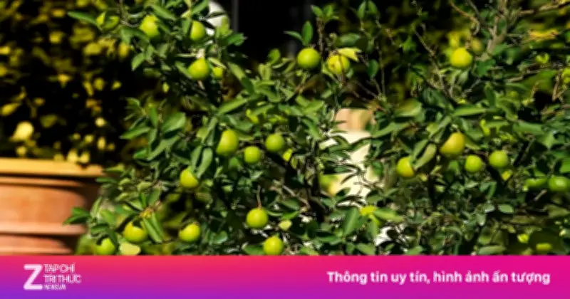 Cây chanh: Bộ phận nào cũng là thuốc quý cho sức khỏe