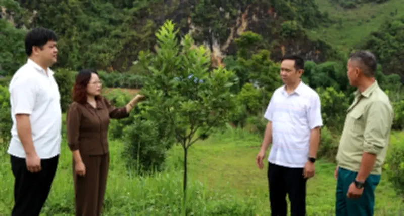Cây mắc ca phủ xanh Điện Biên: Hơn 10.000ha, kỳ vọng 90.000ha vào 2030