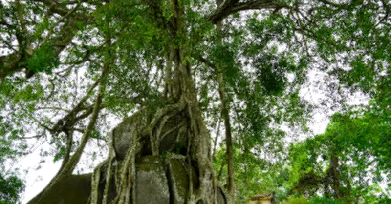 Cây sanh di sản nghìn tuổi ôm đá tạo thế mai xòe con gà độc đáo