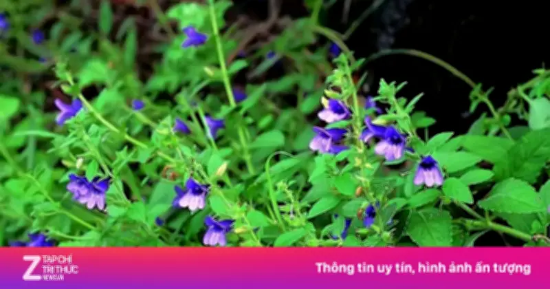 Cây thuốc dưỡng gan, bổ tim sẵn ở Việt Nam: Tác dụng bất ngờ từ nhân trần