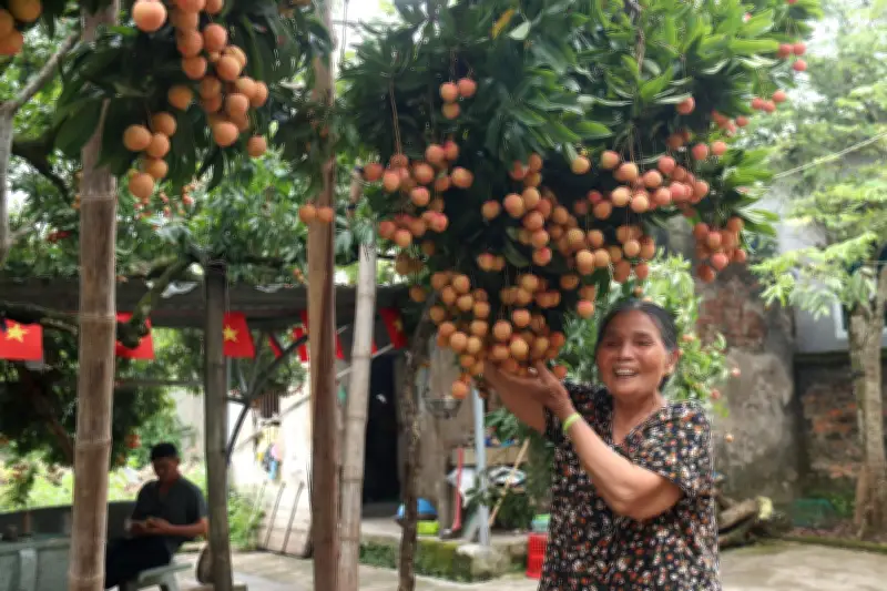 Cây vải cổ thụ 150 năm ở Hải Phòng cho thu hoạch 5 tạ quả mỗi năm