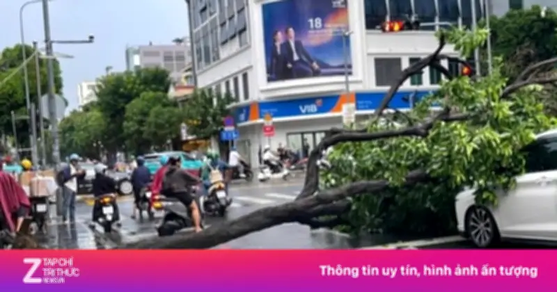 Cây xanh bật gốc đè trúng 2 ôtô ở giao lộ TP.HCM, giao thông ùn tắc