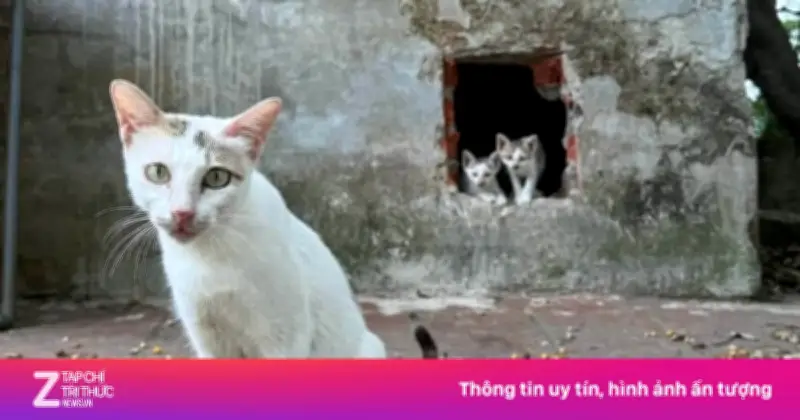 Di dời toàn bộ mèo hoang trên đảo Hòa Bình ở Công viên Thống Nhất