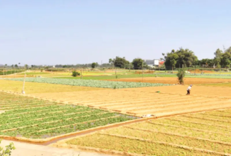 Duyên hải Nam Trung Bộ và Tây Nguyên gieo trồng hơn 450.000 ha lúa vụ hè thu 2026
