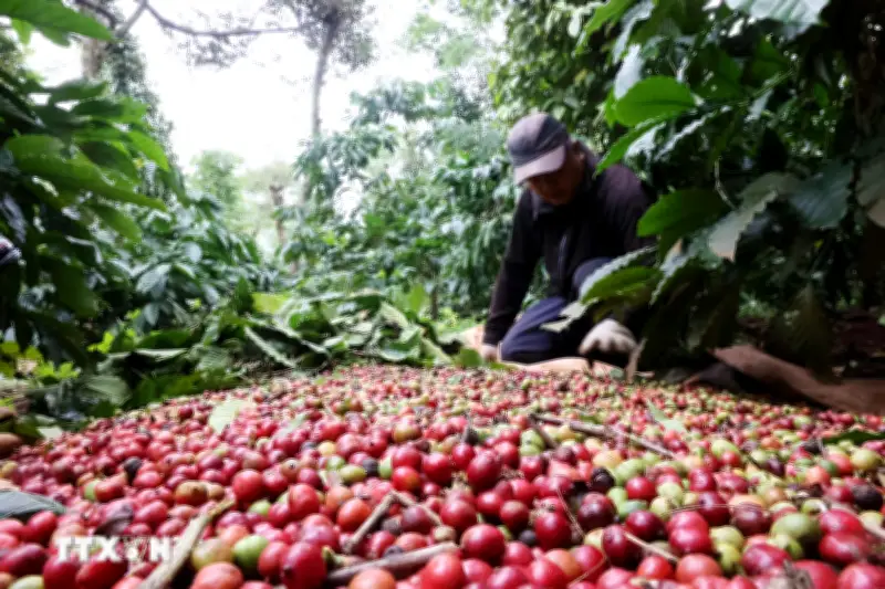 Giá cà phê chạm mốc 90.000 đồng/kg, giá gạo xuất khẩu tăng trở lại