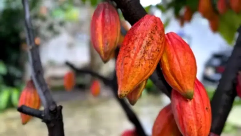 Giá ca-cao tăng mạnh, lúa mì giảm do nguồn cung trái chiều