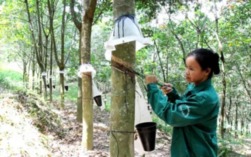 Giá cao su tăng mạnh nhờ nhu cầu và nguồn cung thắt chặt