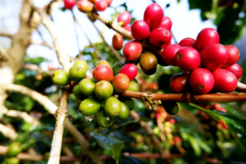 Giá dầu giảm gần 8%, cà phê tăng mạnh nhờ lo ngại thời tiết Brazil