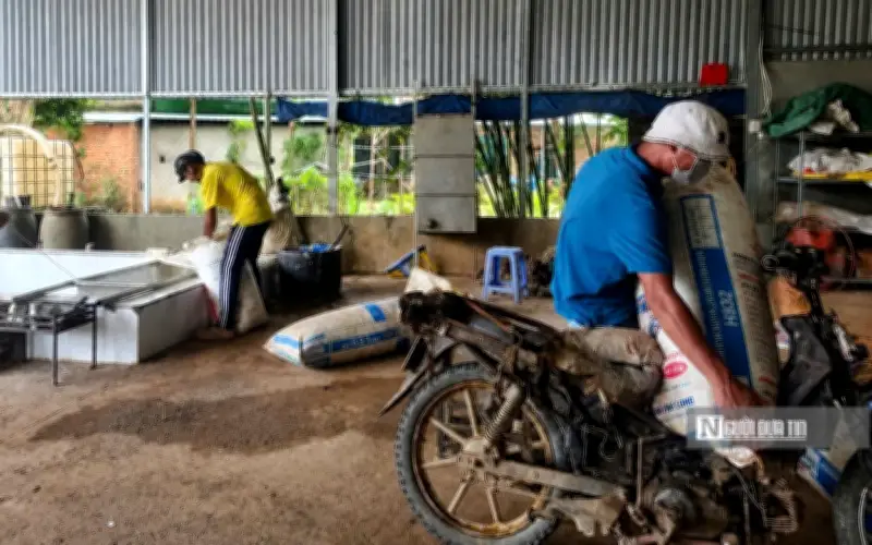 Giá mủ cao su tăng mạnh, người trồng phấn khởi dù sản lượng giảm