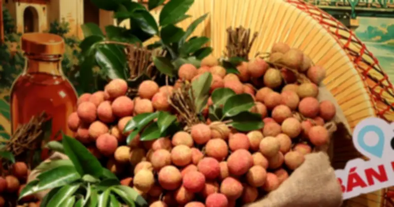 Giá vải thiều tăng cao kỷ lục, loại đẹp lên tới 150.000 đồng/kg