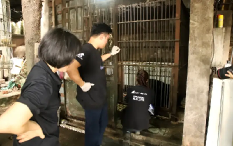Giải cứu 3 cá thể gấu ngựa khỏi cơ sở nuôi nhốt tại Thái Nguyên và Hà Nội