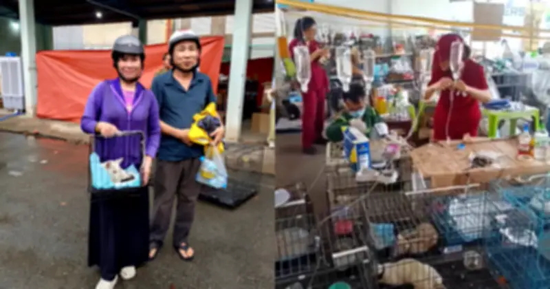 Giải cứu 400 chú mèo: Hành trình từ lở loét đến đoàn tụ