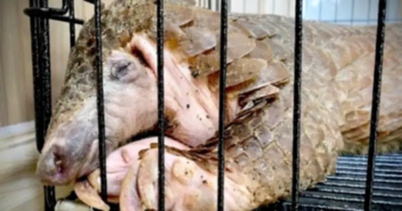 Giải cứu tê tê Java bị nhồi nhét thức ăn tăng trọng ở Thanh Hóa