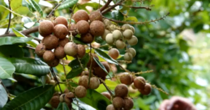 Giống nhãn Long Phụng Châu: Trái xanh vẫn ngọt, sai quanh năm ở miền Tây