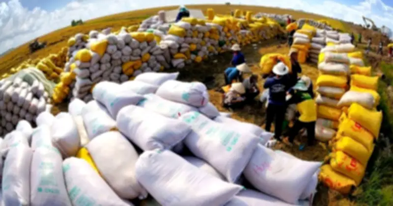 Gạo Việt Nam: Xuất khẩu cao cấp tăng, giá phục hồi mạnh