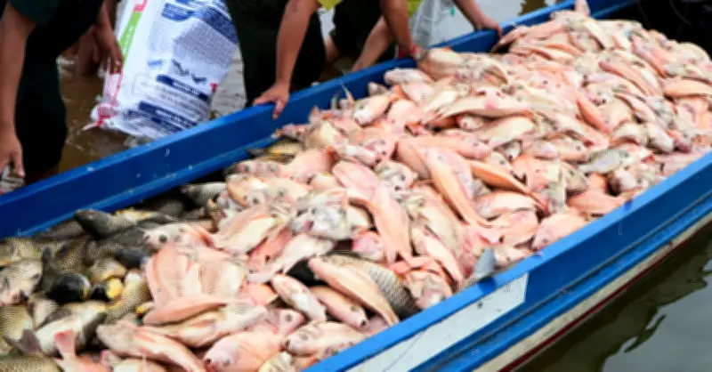 Hồ Trị An: Cá chết hàng loạt sau mưa lớn, hơn 200 tấn thiệt hại