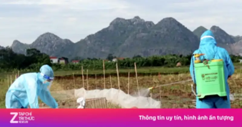 Hơn 1.100 con vịt nhiễm cúm gia cầm bị tiêu hủy tại Ninh Bình