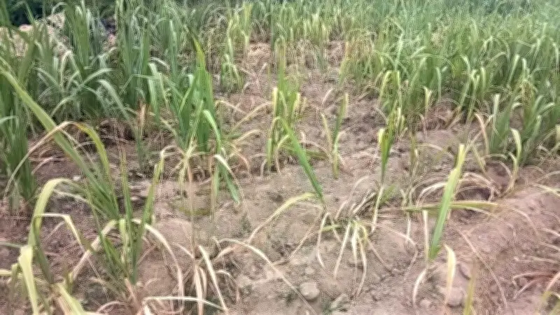Hơn 300ha mía nguyên liệu tại Tân Kỳ khô héo vì nắng hạn kéo dài