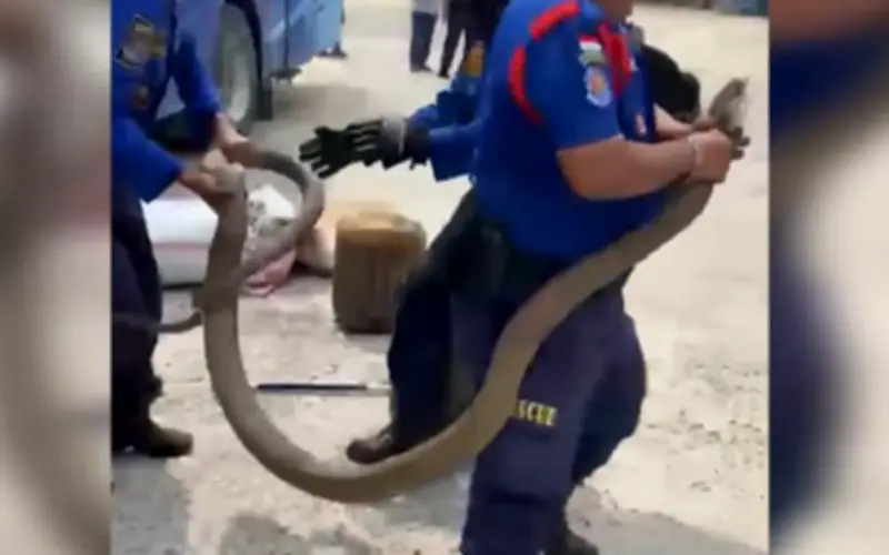 Hàng chục hành khách hoảng loạn vì rắn hổ mang chúa 3 mét trong xe khách