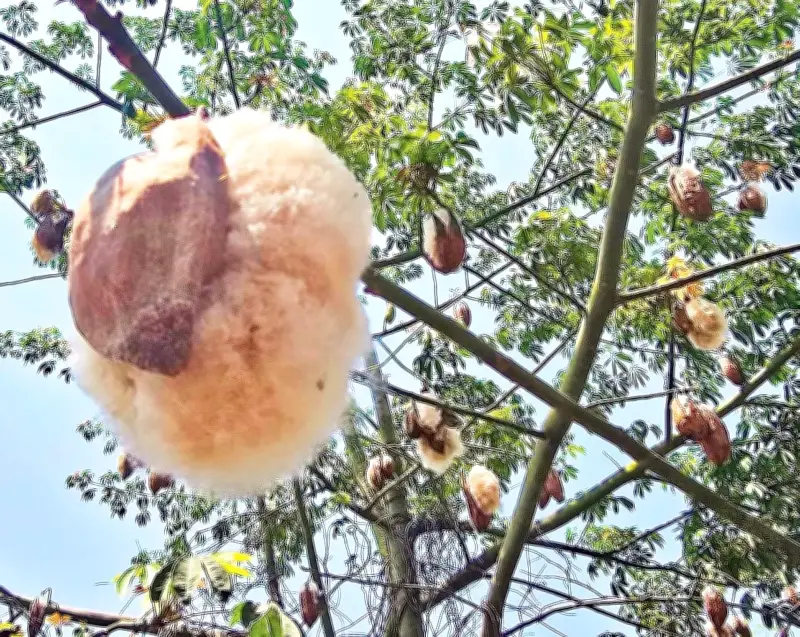 Ký ức tuổi thơ bên cây gòn miền Tây khiến nhiều người bồi hồi