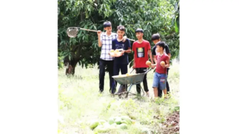 Ký ức tuổi thơ miền xoài cát trắng: Hương vị khó phai