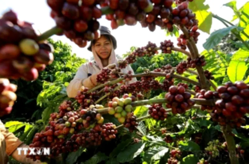 Đắk Lắk xây dựng Buôn Ma Thuột thành thủ phủ cà phê ngon nhất thế giới