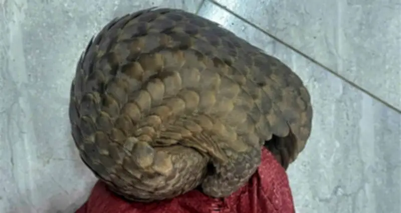 Kỳ lân quý hiếm Java lạc vào sân nhà dân, người dân nhanh chóng báo công an
