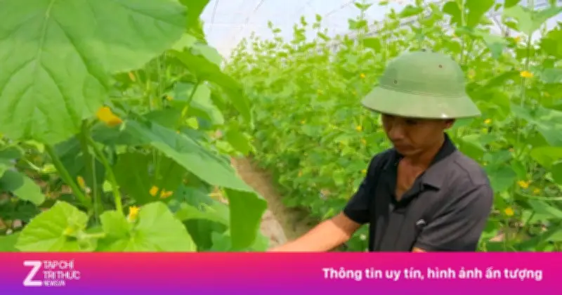 Kỹ sư giao thông bỏ lương 50 triệu về quê trồng dưa lưới công nghệ cao