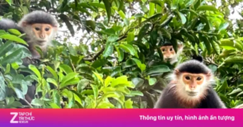 Khách Tây lên núi Khỉ Đà Nẵng tìm loài linh trưởng đẹp nhất thế giới