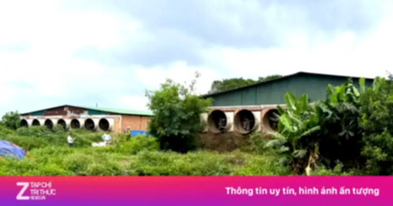 Khởi tố chủ trại heo 4.000 con gây ô nhiễm môi trường tại Gia Lai