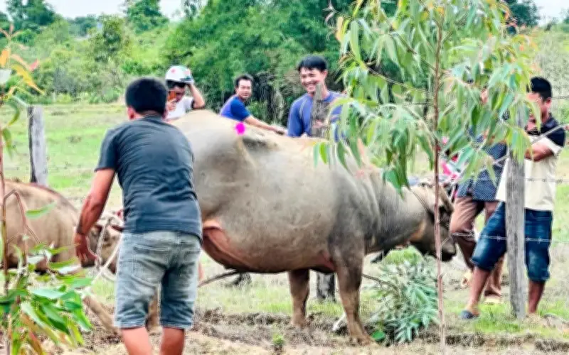 Khống chế thành công trâu điên húc 4 người bị thương ở Đắk Lắk
