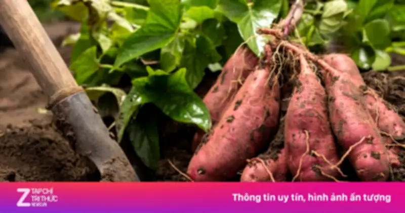 Khoai lang: 'Siêu thực phẩm' rẻ bèo giúp kiểm soát đường huyết hiệu quả