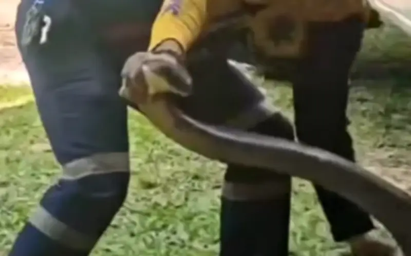Khoảnh khắc cứu hộ bắt rắn hổ mang chúa khổng lồ 4 mét trong xe bán tải