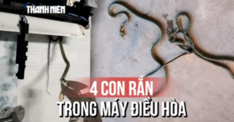 Kinh hoàng phát hiện 4 con rắn trong máy lạnh phòng ngủ