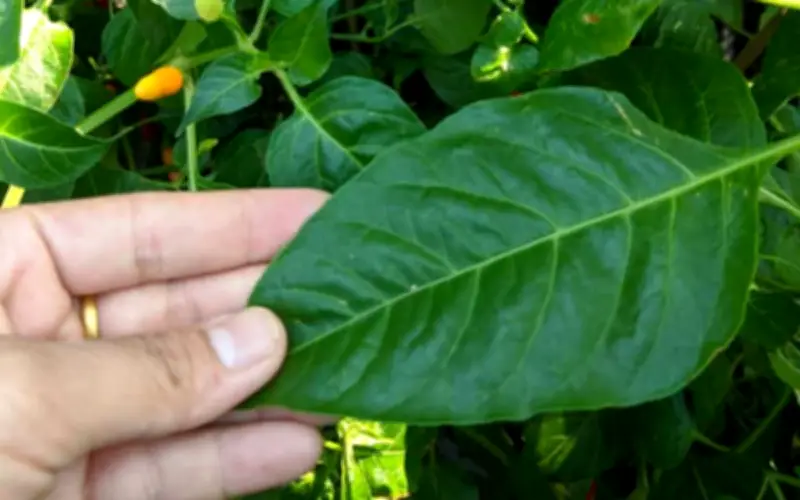 Lá ớt - 'nhân sâm của người nghèo' bị bỏ quên bỗng thành siêu thực phẩm