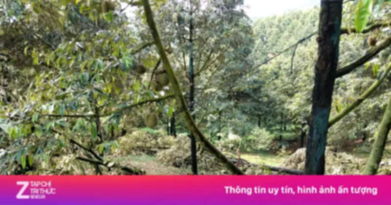 Lốc xoáy làm rụng hơn 50 tấn sầu riêng sắp thu hoạch tại Lâm Đồng