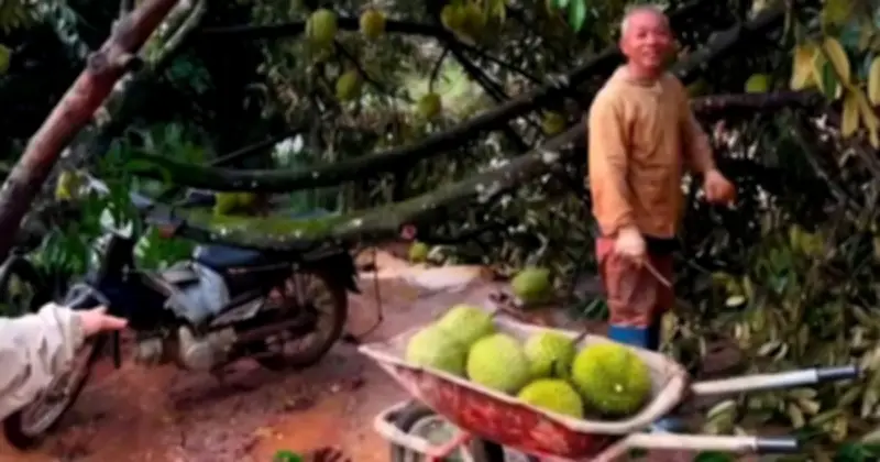 Lốc xoáy tàn phá vườn sầu riêng ở Đạ Huoai 2, thiệt hại hơn 3 tỉ đồng