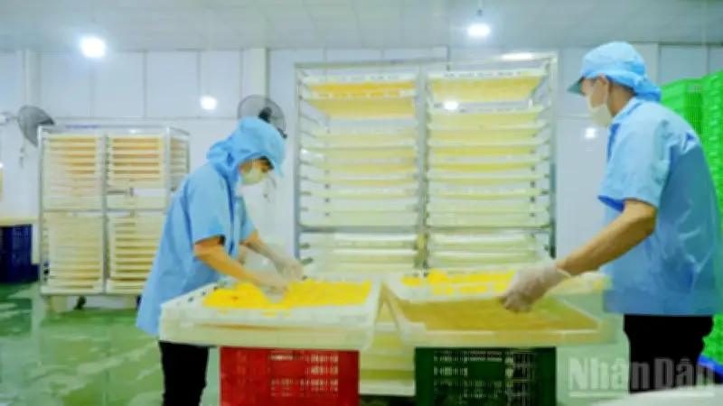 Liên kết doanh nghiệp, hợp tác xã và nông dân nâng cao giá trị nông sản