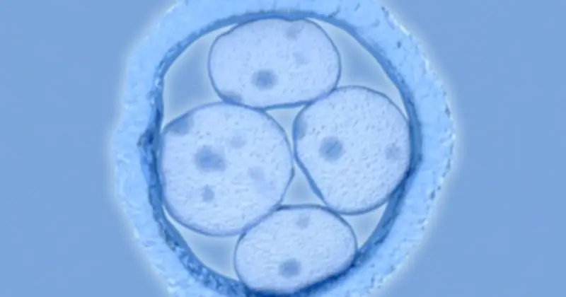 Lần đầu chỉnh sửa gene phôi người thành công: Cơ hội chữa bệnh hay nguy cơ thương mại hóa?