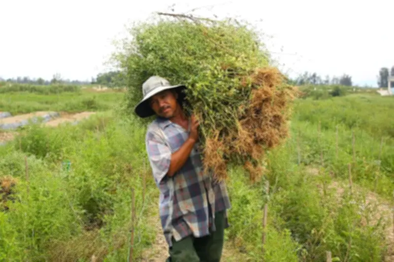Làng thuốc nam Đà Nẵng tất bật vụ lá mùng 5, nông dân thu nhập khá