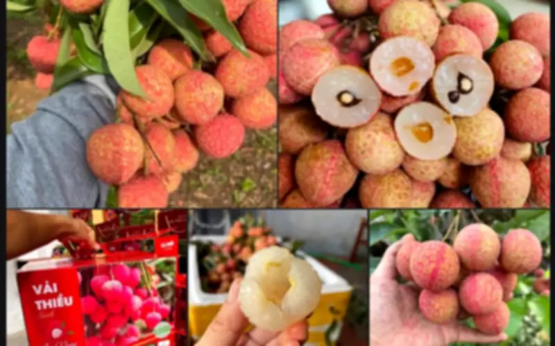 Loại quả đặc sản Việt Nam chinh phục thị trường Mỹ