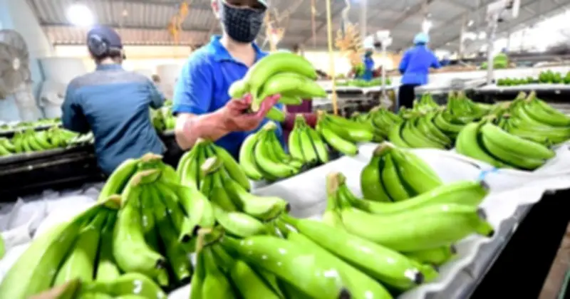 Loại quả dân dã mang tham vọng tỷ USD: Giúp Việt Nam đứng thứ 9 thế giới về sản lượng