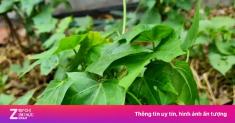 Loại rau lạ cực tốt cho gan, ngon ngọt tự nhiên, nhiều người chưa biết