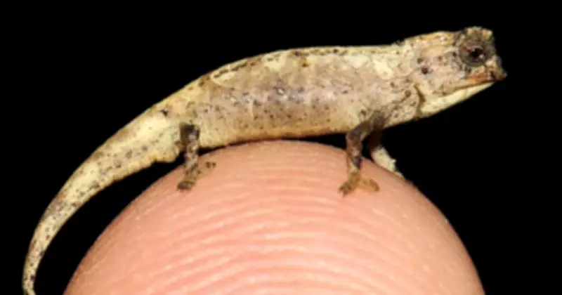 Loài tắc kè hoa tí hon Brookesia nana sở hữu vũ khí sinh sản khổng lồ