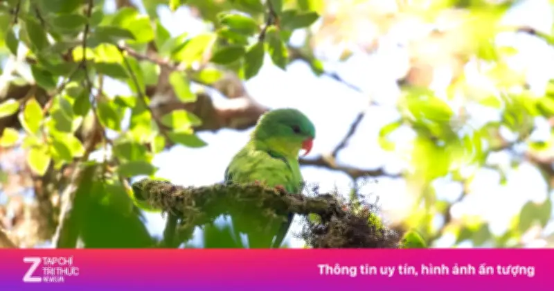 Loài vẹt bí ẩn mất tích gần một thế kỷ tái xuất ở Indonesia