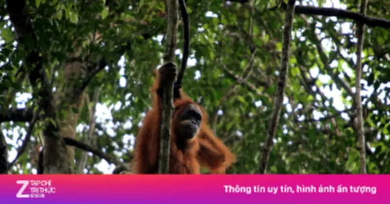 Mưa cực đoan tại Indonesia khiến 7% đười ươi Tapanuli biến mất