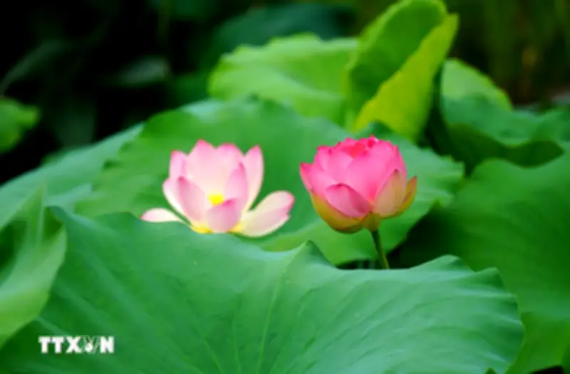 Mùa sen khoe sắc tại nhiều địa phương ở Trung Quốc