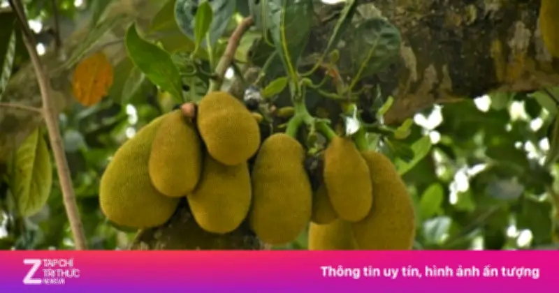 Mít: Loại quả giàu dinh dưỡng, tăng cường miễn dịch và hỗ trợ tiêu hóa
