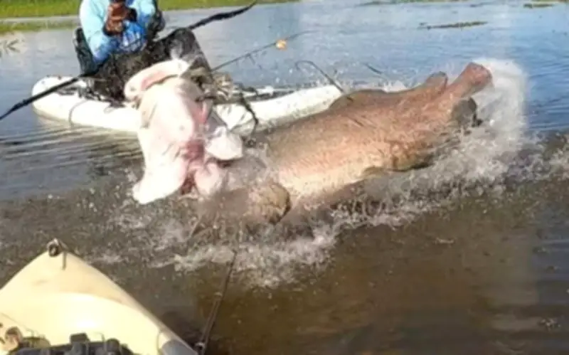 Ngư dân Brazil bắt được cá Arapaima khổng lồ dài 2 mét, nặng 60 kg