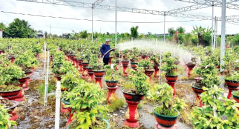 Ứng dụng khoa học-công nghệ nâng tầm cây giống, hoa kiểng Vĩnh Long